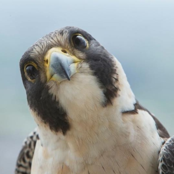 Meet your Posher, Lori - Picture 1 of 1